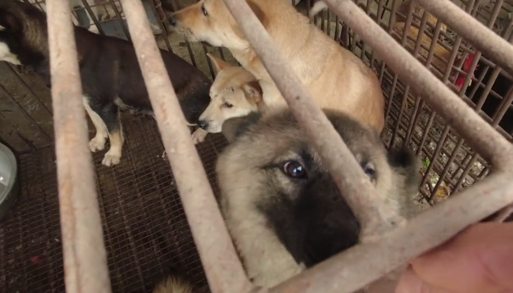 广西:狗肉馆里的狗狗看着令人心疼,小伙尽量救下两条后,一条极力讨好