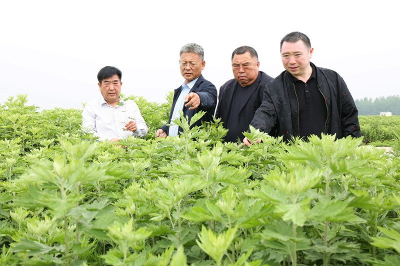 在艾田裡,南陽市食品藥品檢驗所所長韓青松指向眼前的這片艾草,不僅