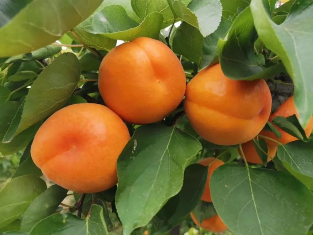 又是一年杏子红 鄠邑区蒋村镇郝家寨村红杏进入采摘季_腾讯新闻