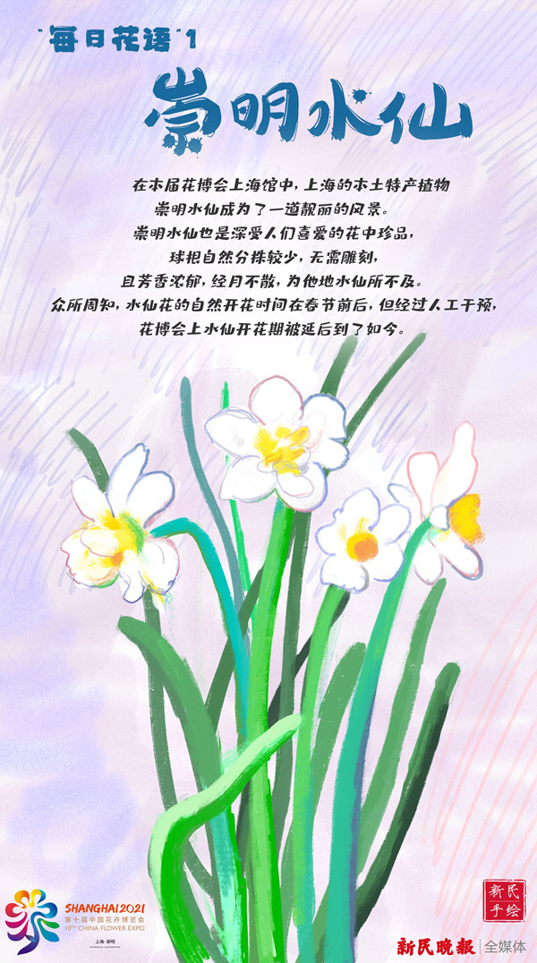 手绘花博会每日花语崇明水仙