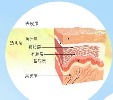 皮膚結構圖