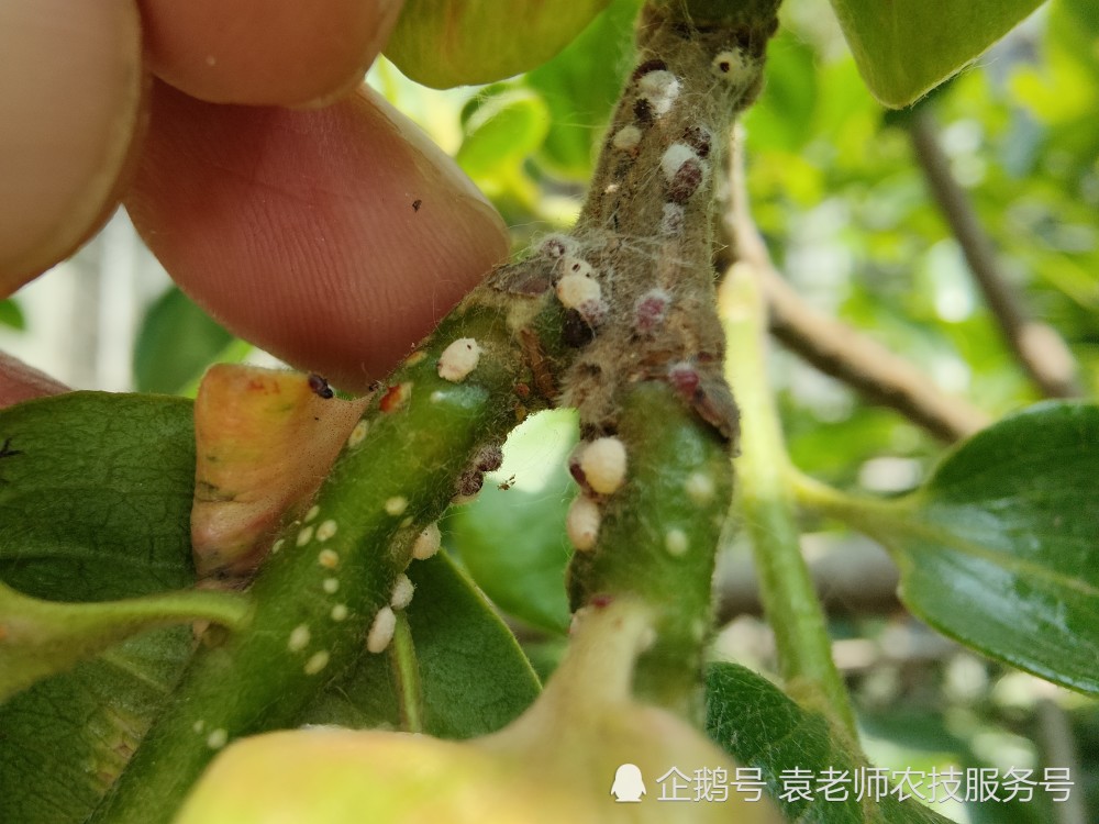 防治方法第1代若虫发生盛期(5月中下旬),是防治康氏粉蚧的最佳时期,可