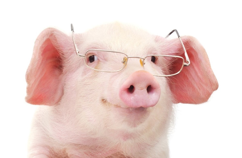 养猪户的下一个机会在哪里?