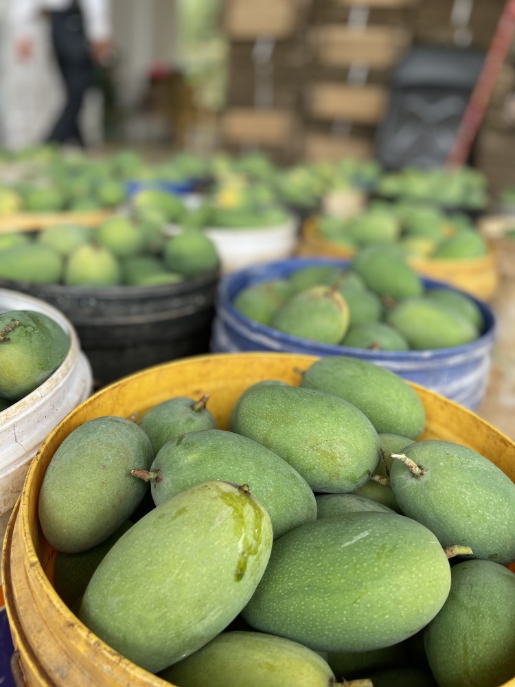 丰产30订单纷至沓来覃斗芒果火出圈