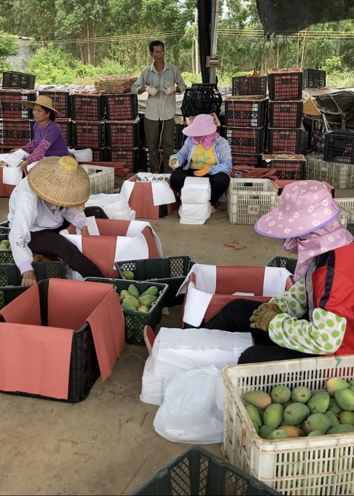 丰产30订单纷至沓来覃斗芒果火出圈