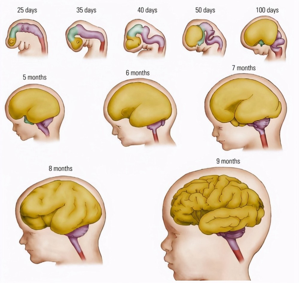 在娘胎里胎儿的大脑发育就有高峰期孕妈营养跟上宝宝更聪明