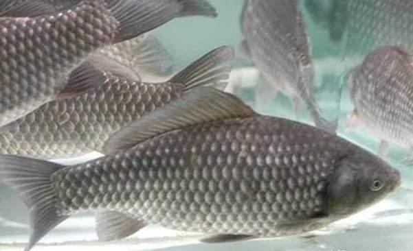 原本没有鲫鱼的水域中为什么会出现野生鲫鱼?