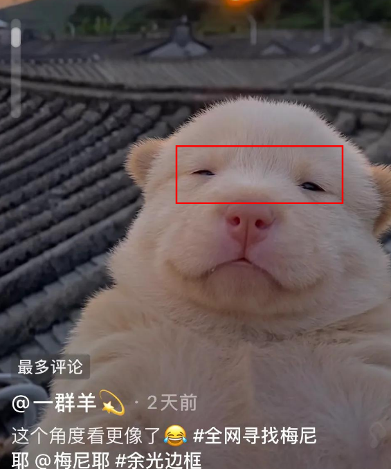 并且很多的网友还拍下了自己的猫猫狗狗来艾特梅尼耶