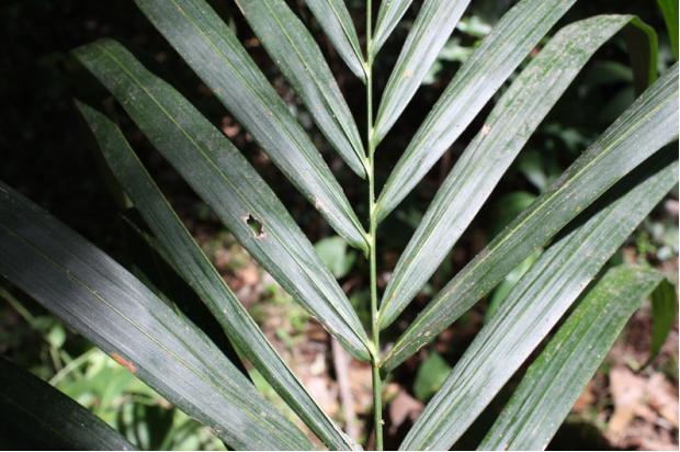 荒野維生野菜系列油棕