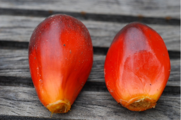 荒野維生野菜系列油棕