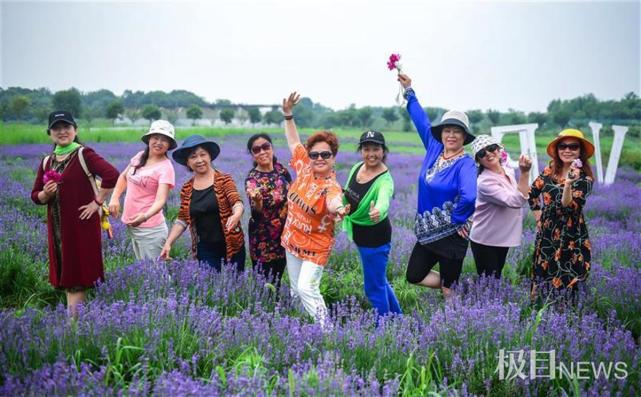 快去赏花 江夏紫色花海 迎来颜值巅峰 腾讯新闻