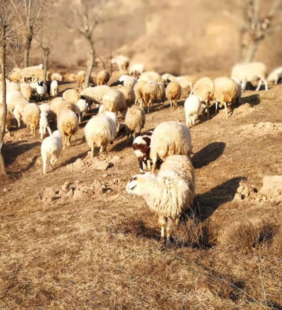 数说甘味丨东乡贡羊:陇上名肴天下飨,羊中佳贡味鲜香