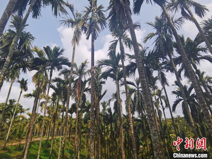 海南槟榔青果两个月价格翻数倍 原因何在?