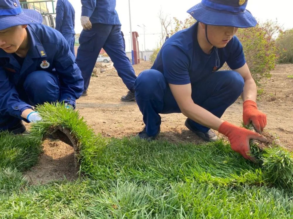 开心花园现营区铺草皮乐无穷