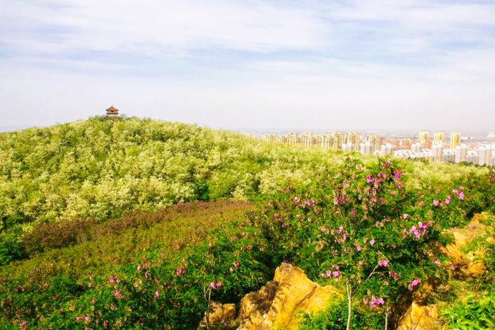 槐花节槐花盛开静待你来