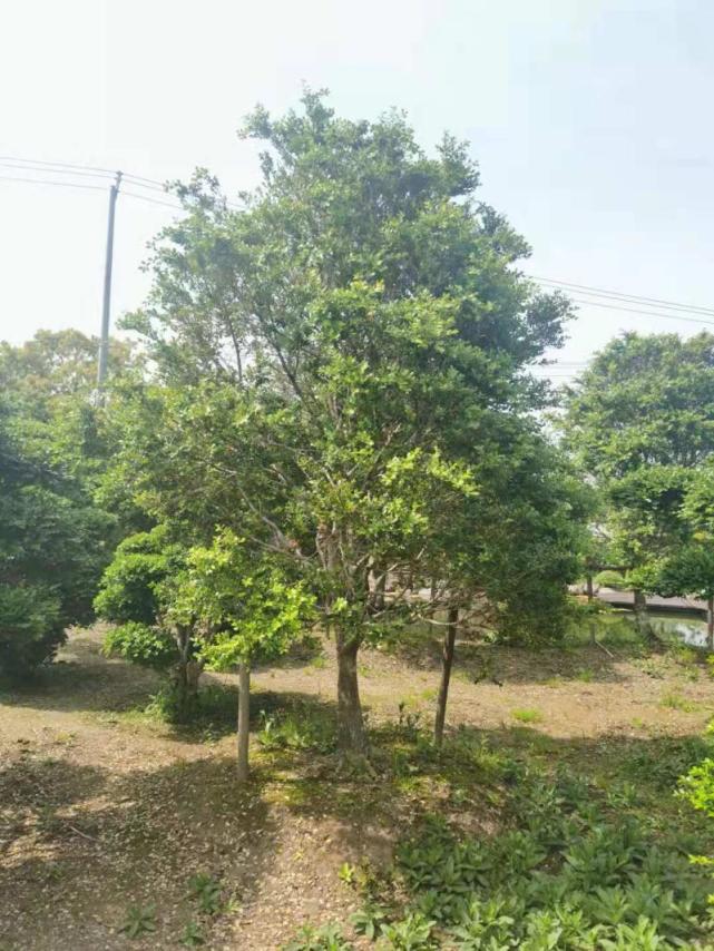 这种摇钱树换个发型身价能翻十倍崇明这个村85的村民都在种