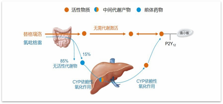 优化cabg术后二级预防之抗栓管理 以替格瑞洛为例 腾讯新闻