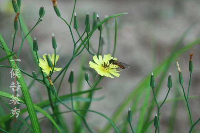 一候苦菜秀丨苦菜已经枝叶繁茂.