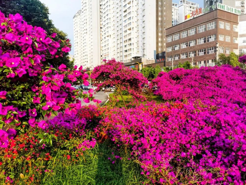 兴义三角梅绚烂绽放ll含蕊红三叶临风艳一城