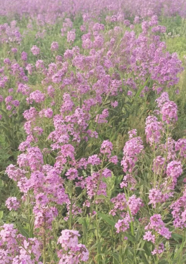 西青这里惊现神秘的紫色油菜花海