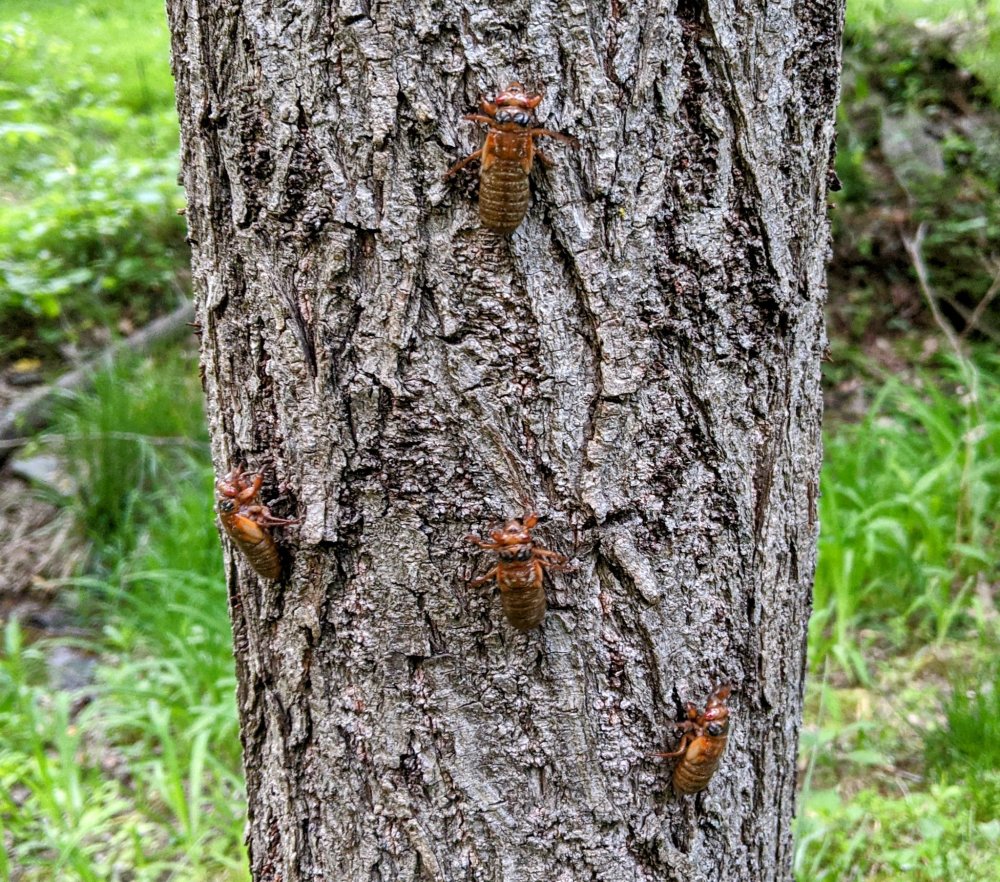 蝉群预警300亿只蝉将席卷美国气候又大变了专家影响不大