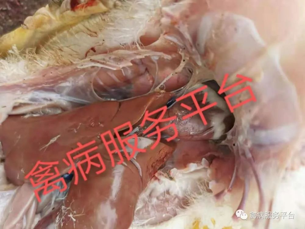 毒抗将会为您彻底解决鸭子流感虎斑心的问题养鸭虎斑心防控一定不可