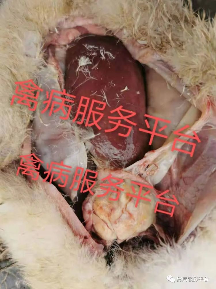 毒抗将会为您彻底解决鸭子流感虎斑心的问题养鸭虎斑心防控一定不可