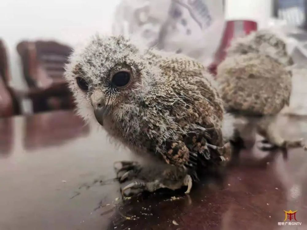 私家车上查获5只幼鸟,立案侦查!