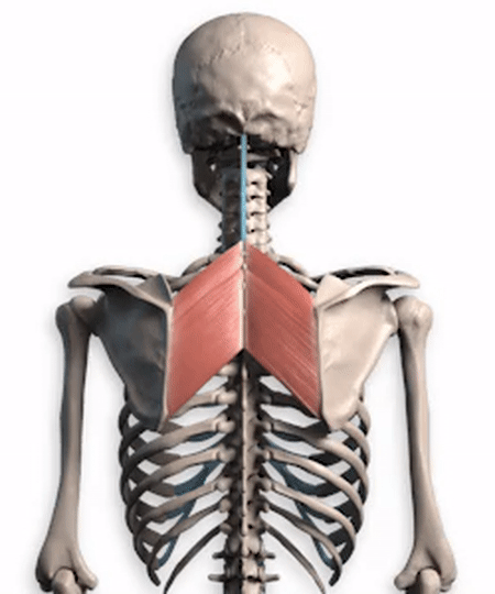 肩上推举练肩肩胛骨怎样运动才更合理才不会影响肩关节