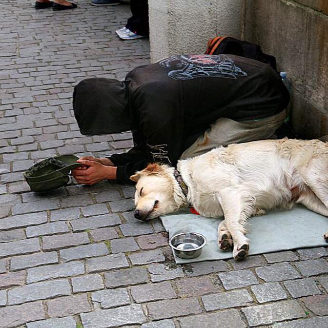 男子开车撞到一条狗,路人见状纷纷绕开,乞丐一个举动,众人傻了