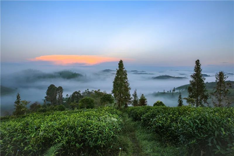 座標:距普洱市思茅區29公里的營盤山上2.