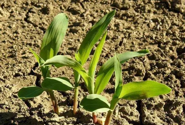 如何科学使用玉米除草剂