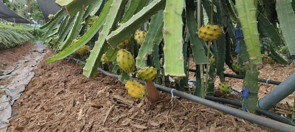 燕窝果又名麒麟果,原产地厄瓜多尔,其果型圆润饱满,黄皮白肉,近年引进