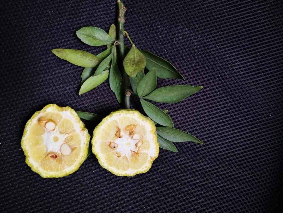 图文互动从0到6893株富民枳的起死回生