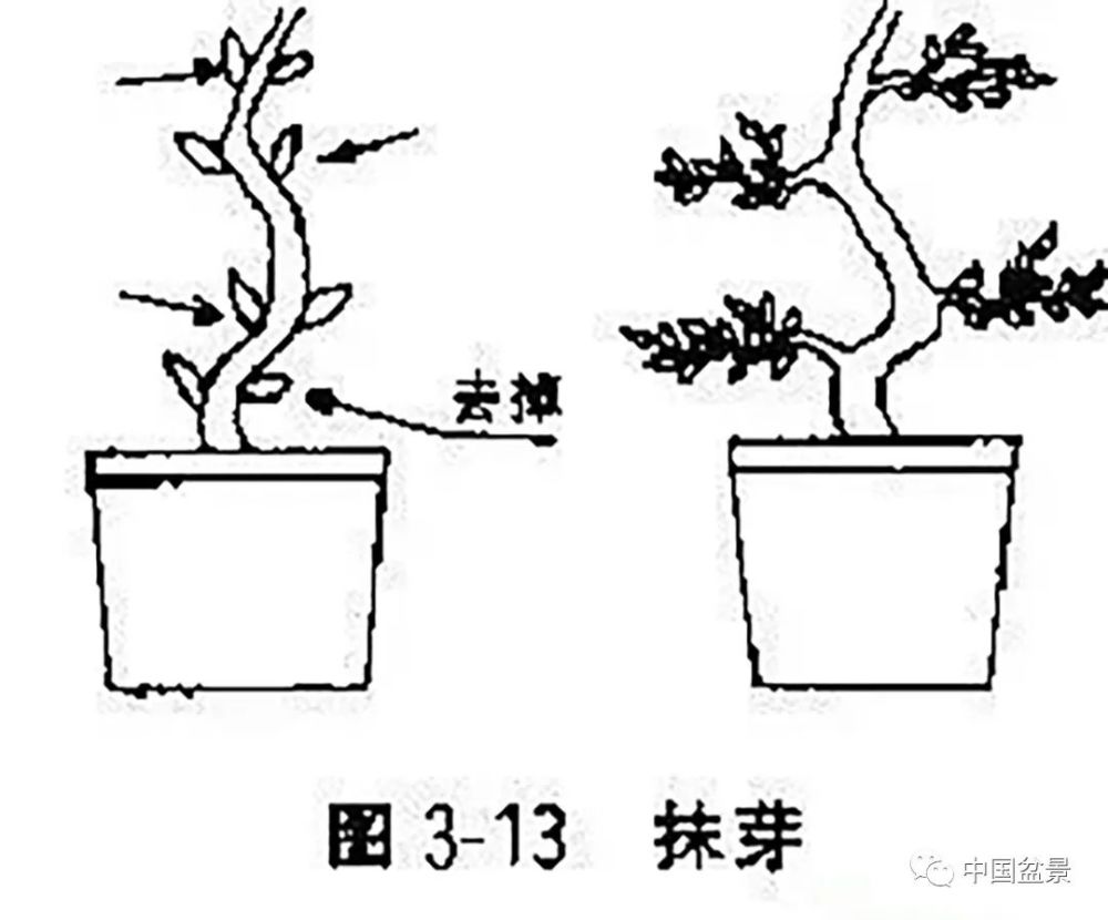 盆景制作的两大基本功蟠扎和修剪