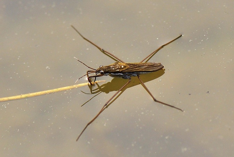 河里常见的大蚊子在水面行动自如它是什么来头