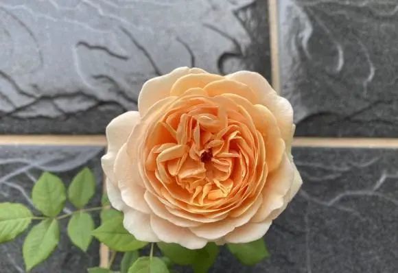 鱼肠 月季花施肥 用 鱼肠 肥效更直接 开花更多 腾讯新闻