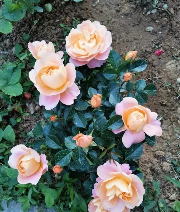 鱼肠 月季花施肥 用 鱼肠 肥效更直接 开花更多 腾讯新闻