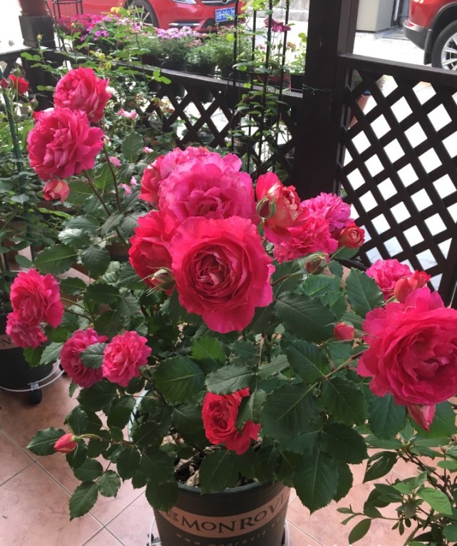 零差评月季"马萨德医生"—阳台养一棵,四季有花看,赏花又闻香|月季花
