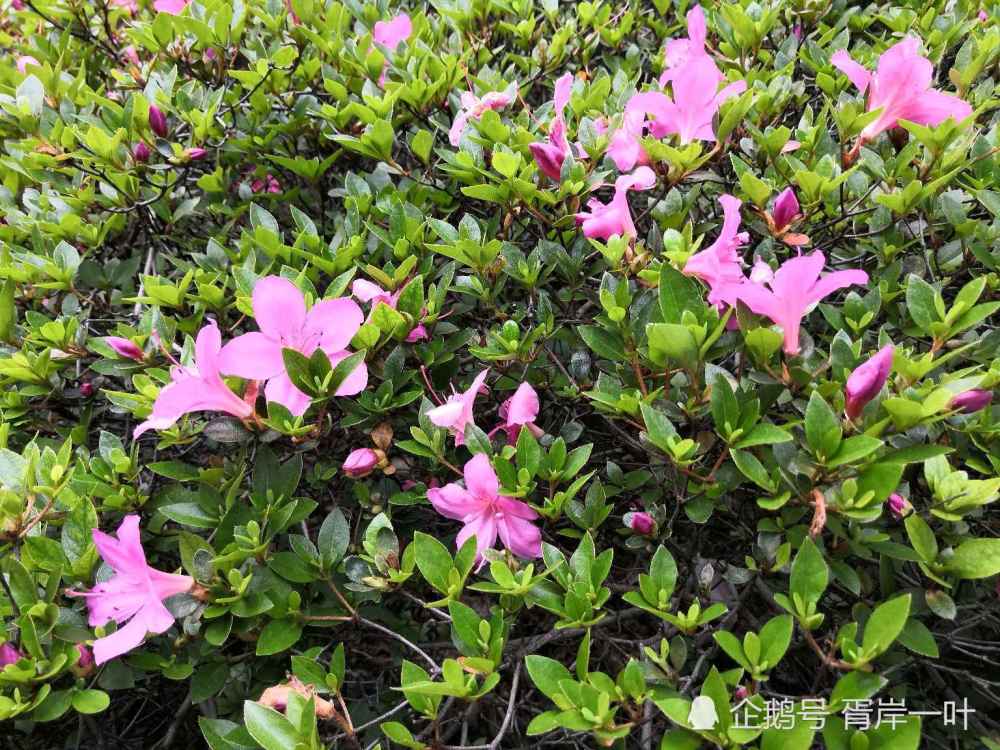 暖风阵阵 夏鹃开花 腾讯新闻