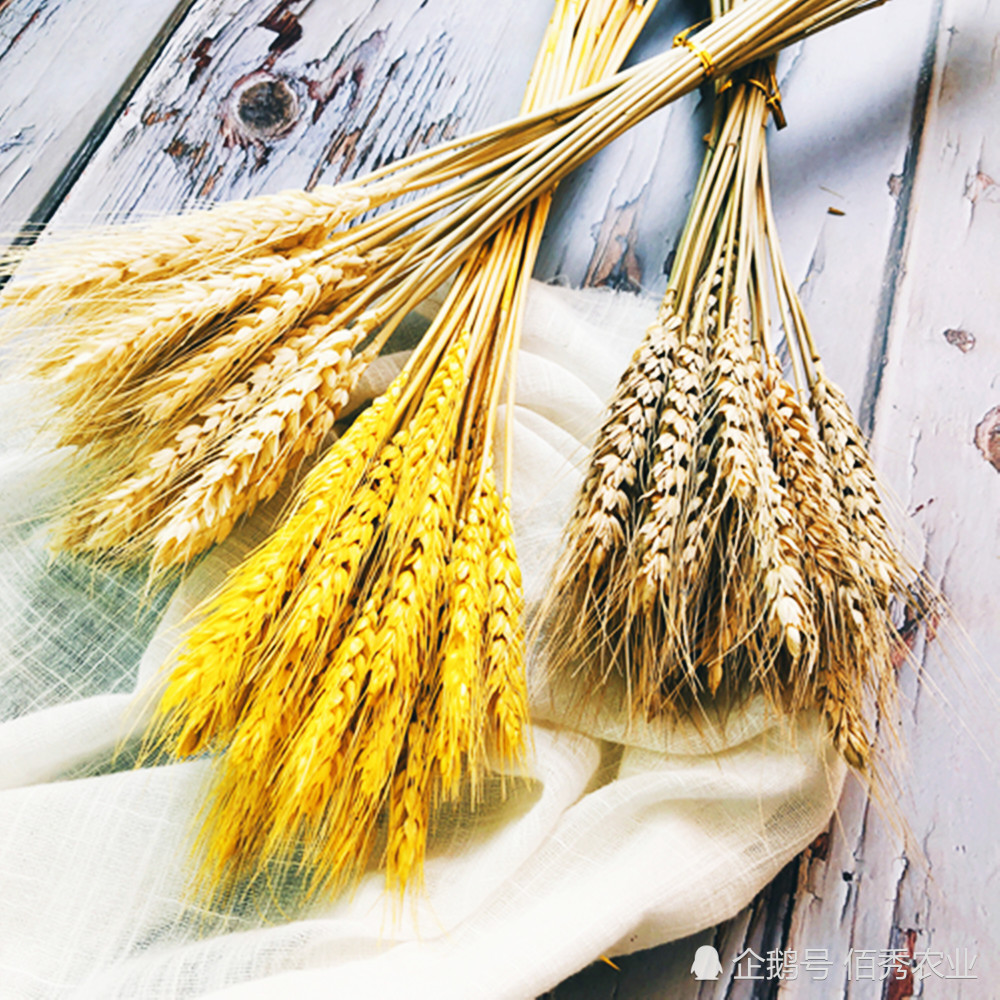 农民为提高收入 用未成熟小麦制作工艺品 粮食安全受到 威胁 腾讯新闻