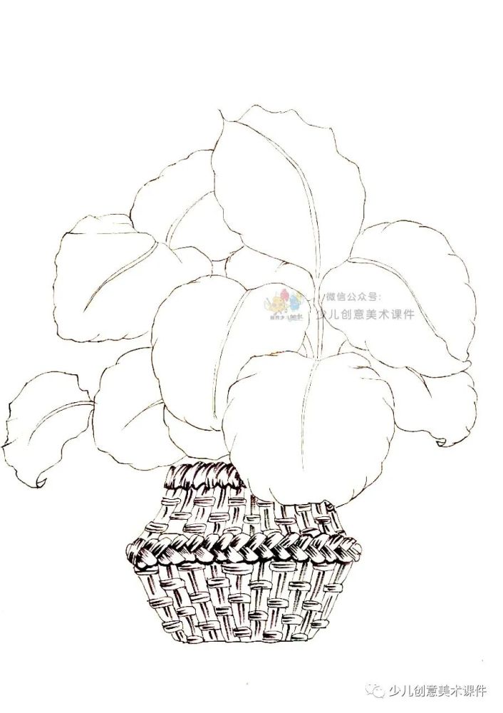 课程青苹果竹芋