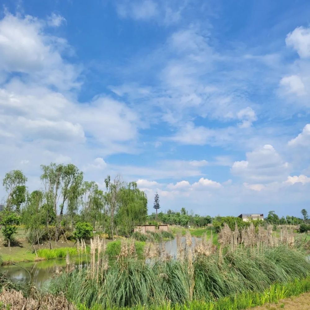 黄色花海,羽毛草田……成都湿地公园最新赏花指南,搭配运动更加!