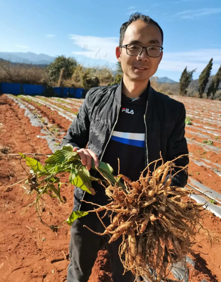 云南耘禾农业百部种植市场需求大,前景广阔