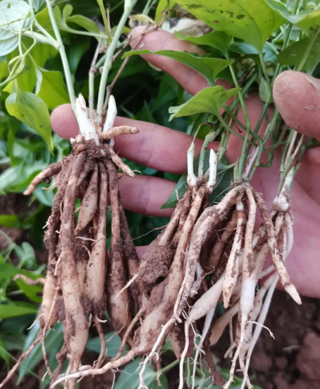 云南耘禾农业百部种植市场需求大,前景广阔