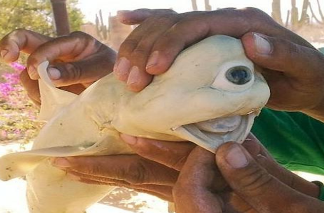 核辐射9年后的福岛,野猪长到400斤,生蚝犹如人脸般大小