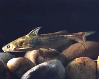 auratus兴凯鱪acheilognathus chankaensis子陵吻鰕虎鱼rhinogobius