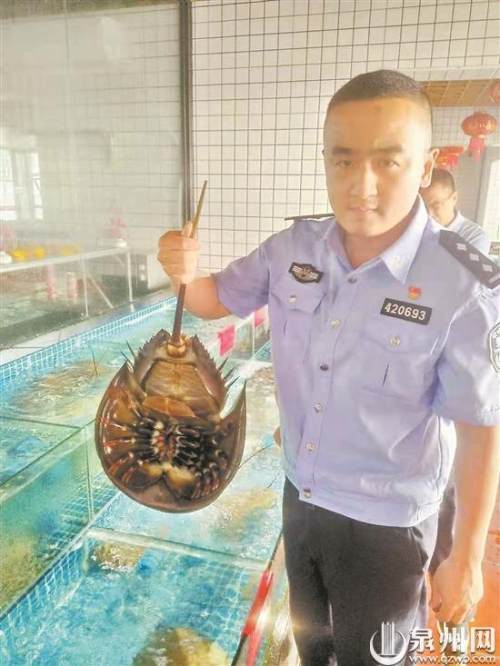 动物中华鲎和中华锦绣龙虾,泉州丰泽东海街道蟳埔社区一海鲜酒楼老板