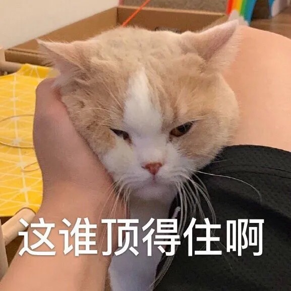 猫猫表情包|这谁顶得住啊