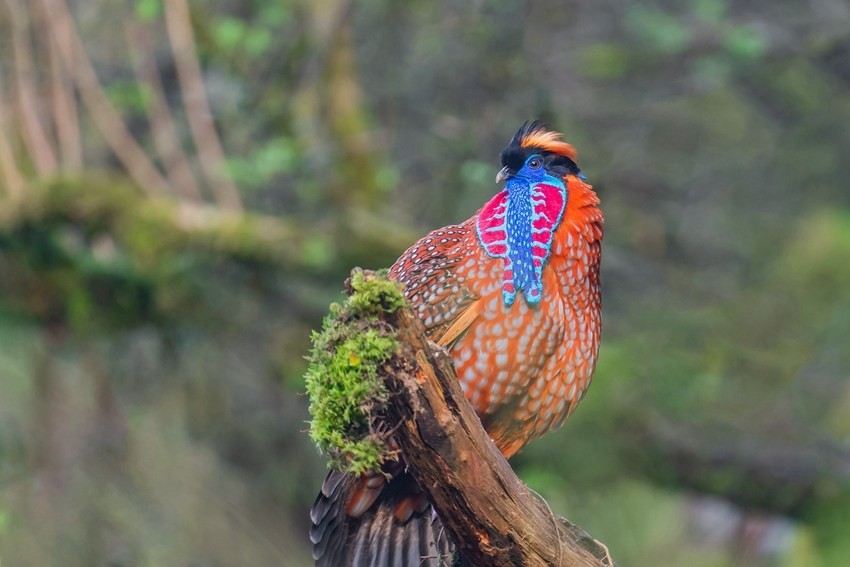 重庆珍稀濒危野生动植物种群实现恢复性增长
